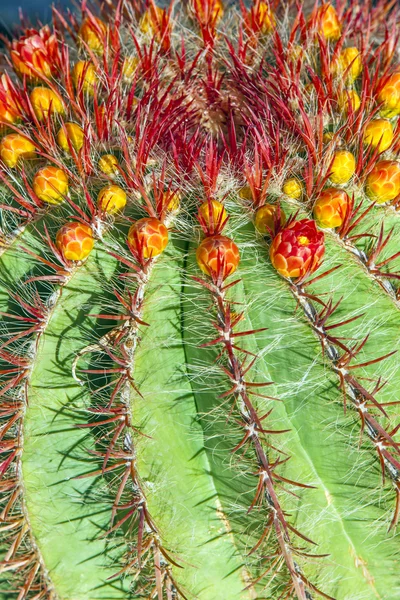 Lanzarote, İspanya echinocactus grusonii yılında kaktüsler — Stok fotoğraf
