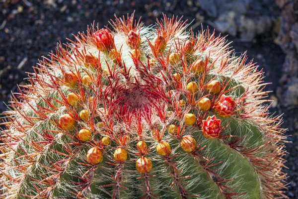 Kaktusar i lanzarote, Spanien echinocactus kudde — Stockfoto