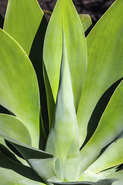 Agave on volcanic soil — Stock Photo, Image