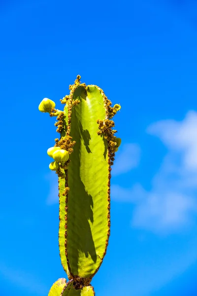 Kaktusz gyümölcsökkel Kaktuszfüge — Stock Fotó