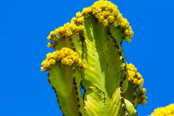 Cactus met prickly peren vruchten — Stockfoto