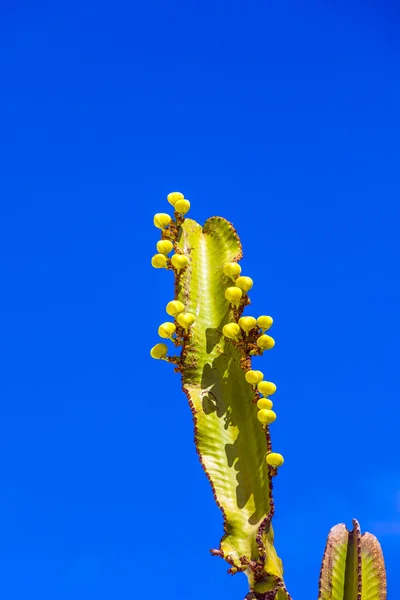 Cactus con frutos de peras espinosas — Foto de Stock