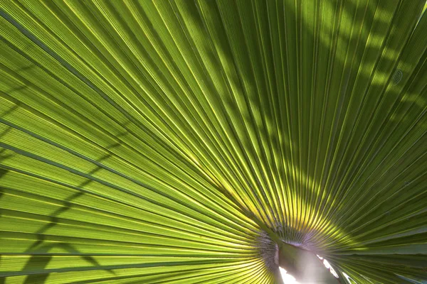 Structure of palm tree in morning sun — Stock Photo, Image
