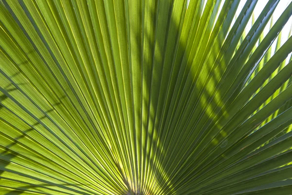 Структура пальмы под утренним солнцем — стоковое фото