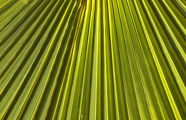 Structure du palmier au soleil du matin — Photo