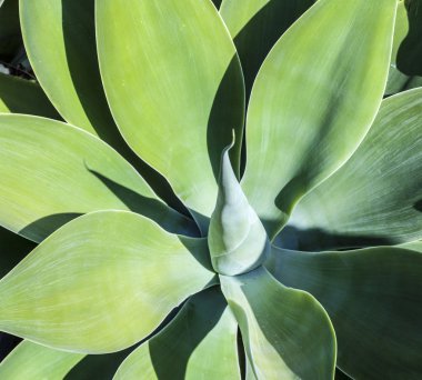 Green agave on volcanic soil