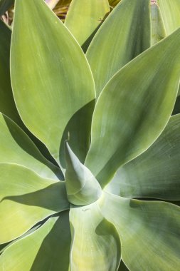 Green agave on volcanic soil