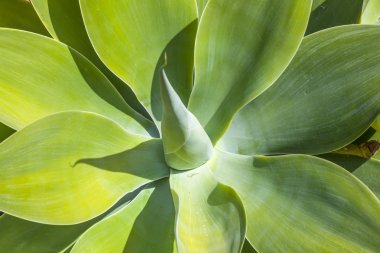 Green agave on volcanic soil