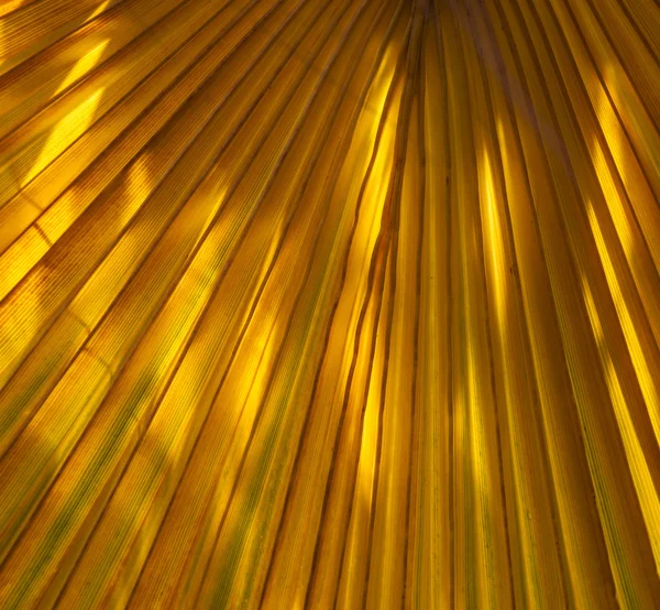 Структура пальмового дерева на ранковому сонці — стокове фото