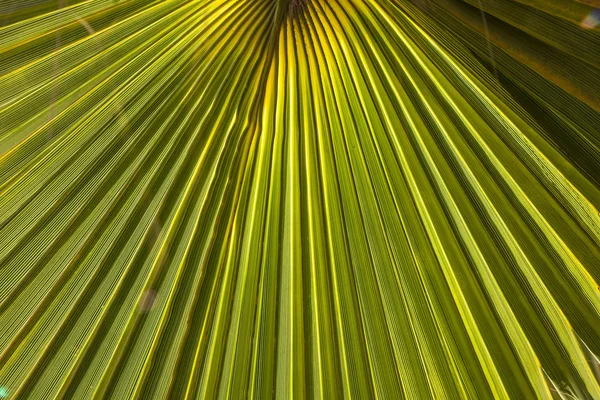 Estrutura da palmeira ao sol da manhã — Fotografia de Stock
