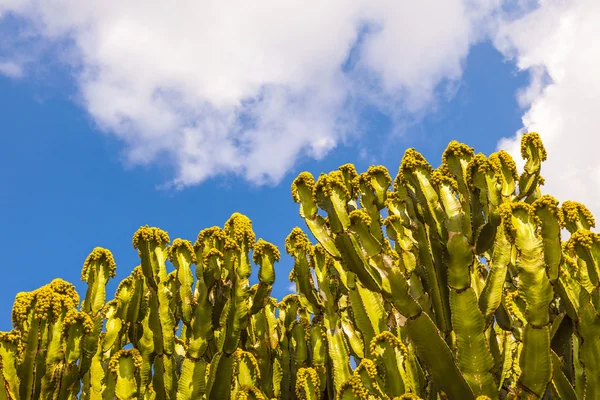 Kaktus s opunciemi ovoce — Stock fotografie