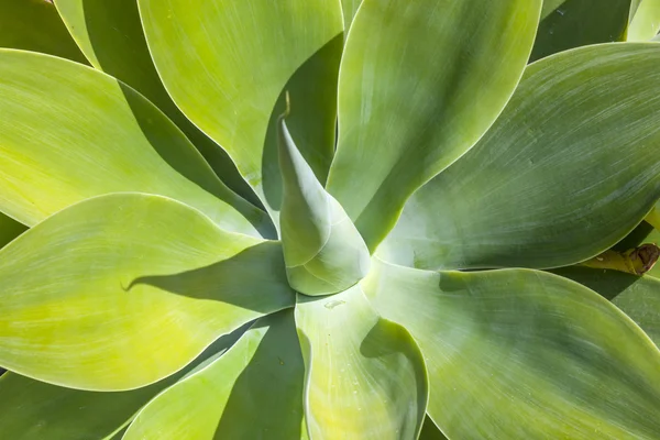 Zelené agave na sopečné půdě — Stock fotografie