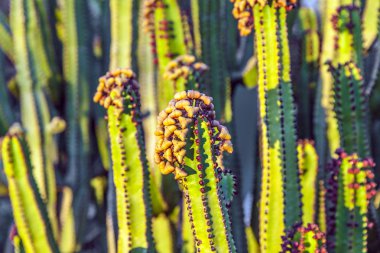 Cactus with prickly pears fruits clipart