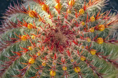 kaktüsler lanzarote Adası, İspanya echinocactus grusonii