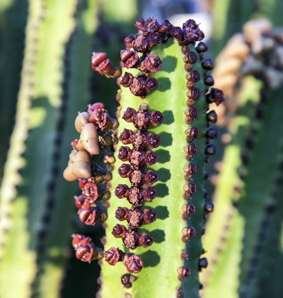 Cactus con frutti di pera spinosi — Foto Stock