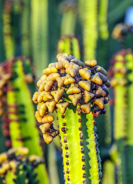 Cactus con frutti di pera spinosi — Foto Stock