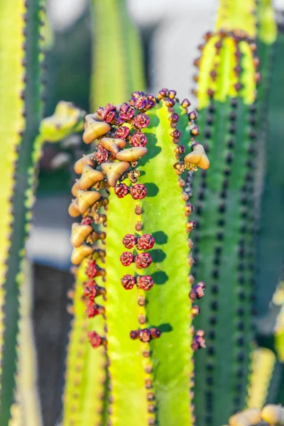 Kaktus z Kolczasta gruszki owoce — Zdjęcie stockowe