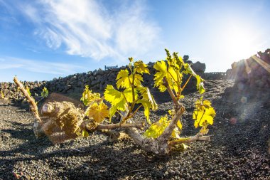 lanzarote Adası, volkanik toprak büyüyen bağ