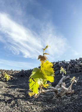 lanzarote Adası, volkanik toprak büyüyen bağ