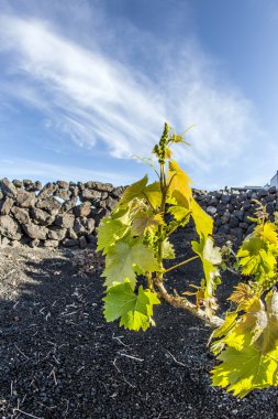 lanzarote Adası, volkanik toprak büyüyen bağ