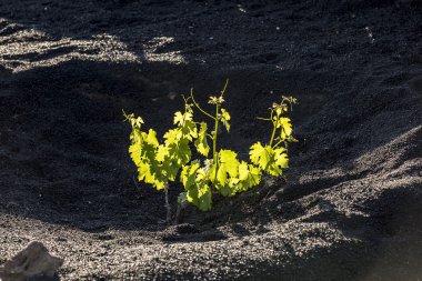 lanzarote Adası, volkanik toprak büyüyen bağ