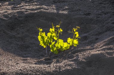 Vineyard in Lanzarote island, growing on volcanic soil clipart