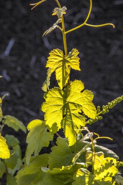 lanzarote Adası, volkanik toprak büyüyen bağ