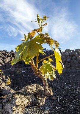 lanzarote Adası, volkanik toprak büyüyen bağ