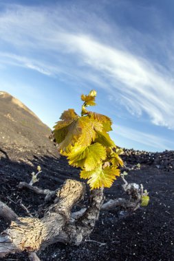 lanzarote Adası, volkanik toprak büyüyen bağ