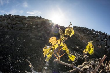 lanzarote Adası, volkanik toprak büyüyen bağ