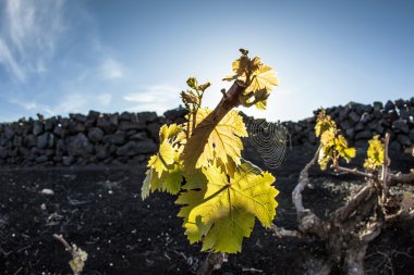 lanzarote Adası, volkanik toprak büyüyen bağ