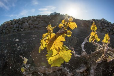 lanzarote Adası, volkanik toprak büyüyen bağ