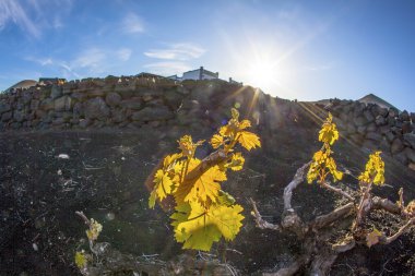 lanzarote Adası, volkanik toprak büyüyen bağ