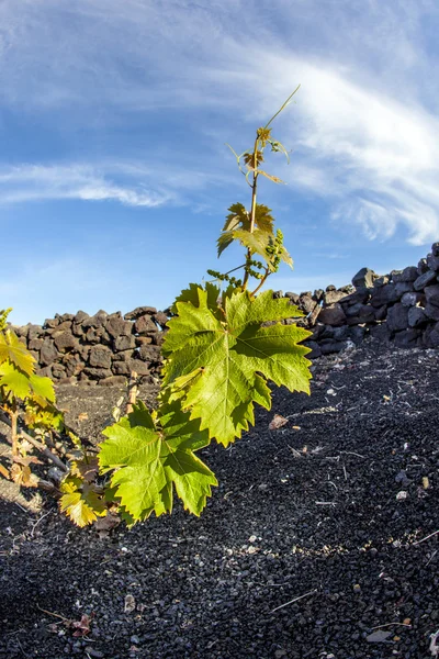 Vineyard in Lanzarote island, growing on volcanic soil — Stock Photo, Image