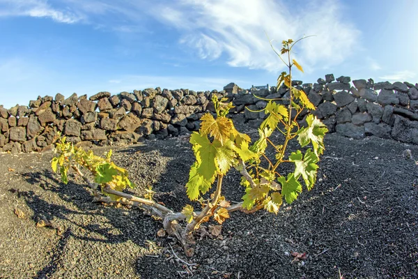 Viña en la isla de Lanzarote, creciendo en suelo volcánico — Foto de Stock