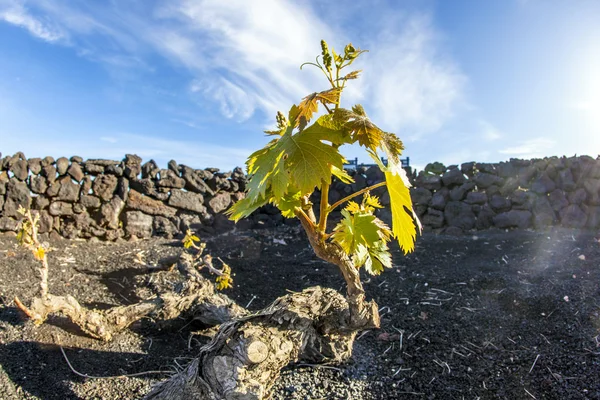 Lanzarote szigetén, a vulkanikus talaj növekvő Vineyard — Stock Fotó