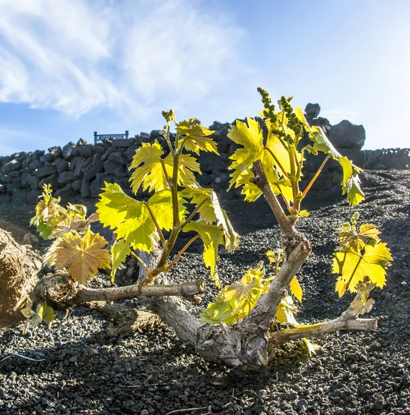 Vingård i lanzarote island, växer på vulkaniska jorden — Stockfoto