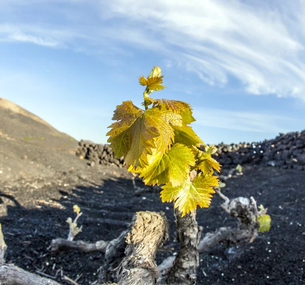Виноградник на острові Лансароте, ростуть на вулканічної грунті — стокове фото