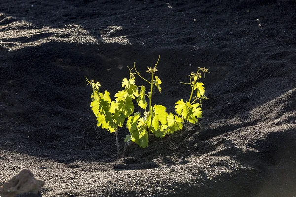 Stock image Vineyard in Lanzarote island, growing on volcanic soil