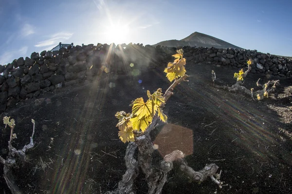 Winnic na wyspie lanzarote, rosnące na glebie wulkanicznej — Zdjęcie stockowe