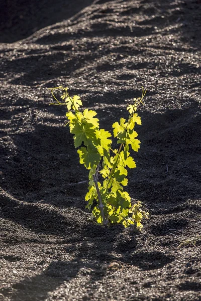 Vingård i lanzarote island, växer på vulkaniska jorden — Stockfoto