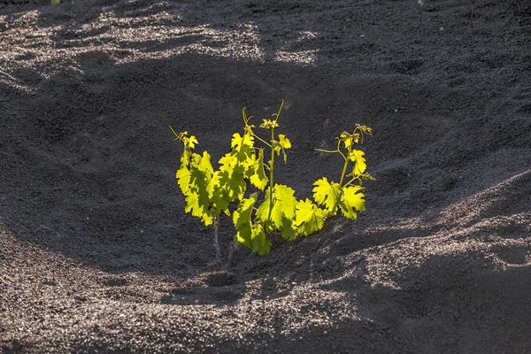 Weinberg auf der Insel Lanzarote, wächst auf vulkanischem Boden — Stockfoto