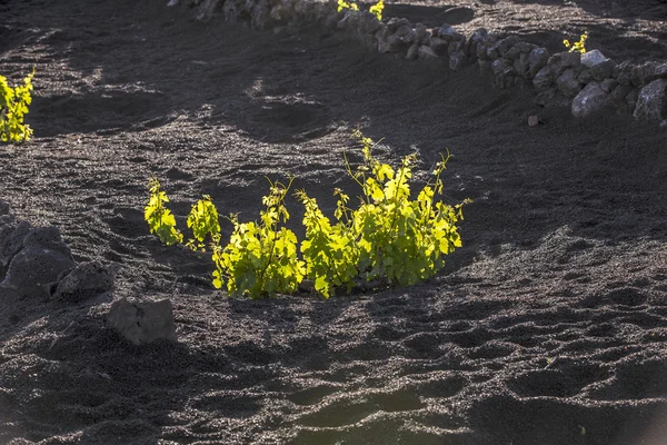 Viña en la isla de Lanzarote, creciendo en suelo volcánico — Foto de Stock