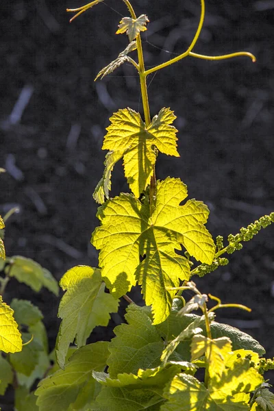 Winnic na wyspie lanzarote, rosnące na glebie wulkanicznej — Zdjęcie stockowe