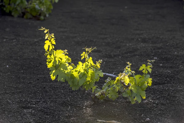 Viña en la isla de Lanzarote, creciendo en suelo volcánico —  Fotos de Stock