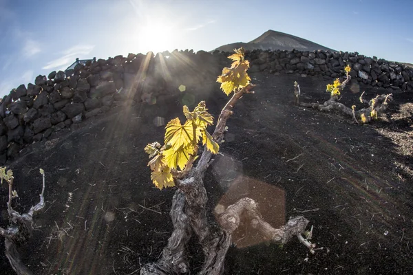 Viña en la isla de Lanzarote, creciendo en suelo volcánico —  Fotos de Stock