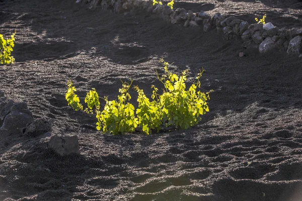 Vineyard in Lanzarote island, growing on volcanic soil Stock Photo