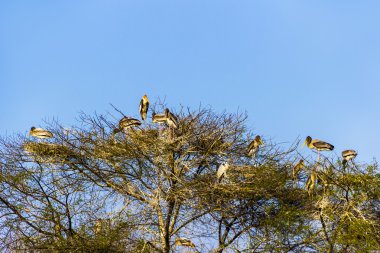 keolado Milli Parkı, Hindistan'ın güzel göle.