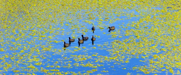 Comb ducks swimming in the lake at the Keoladeo national Park in — Stock Photo, Image