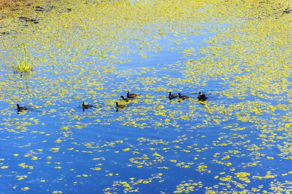 Grzebień kaczki pływanie w jeziorze w Park Narodowy Keoladeo w — Zdjęcie stockowe
